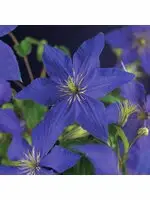risnedsättning Klematis 'Rhapsody'
