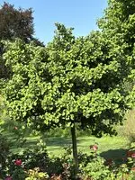 Outlet Ginkgo 'Mariken'