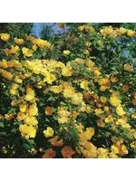 Kinesisk Gulros 'Hugonis' Barrotad Rea